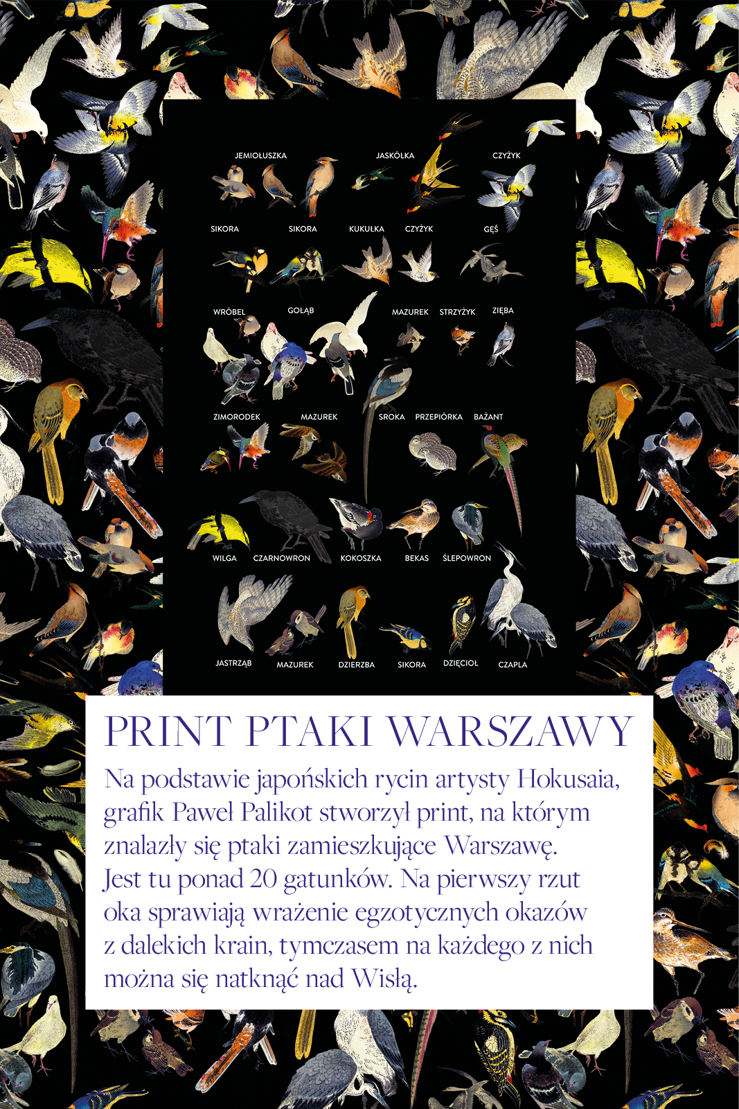 SWEET DREAMS birds of Warsaw print