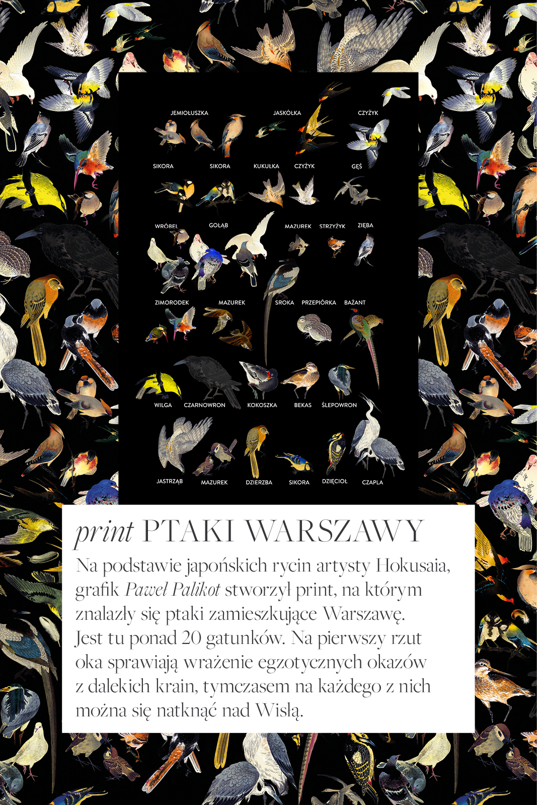 WARSZAWSKI SEN print ptaki Warszawy